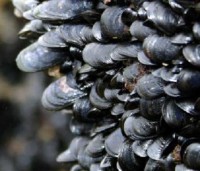 /album/fotogalerij-lesopdracht-2-fotoalbum-1970/mosselen-3-jpg1/